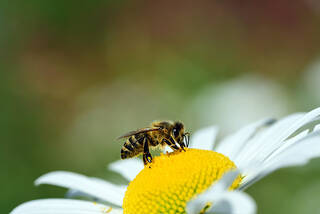 Biene-auf-Margerite-ulleo-Pixabay_WEB.jpg