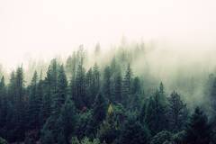 mist_fog_forest_evergreen_nature-100653.jpg