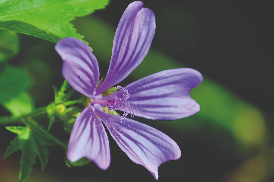 Kostenlose Wildblumen für daheim